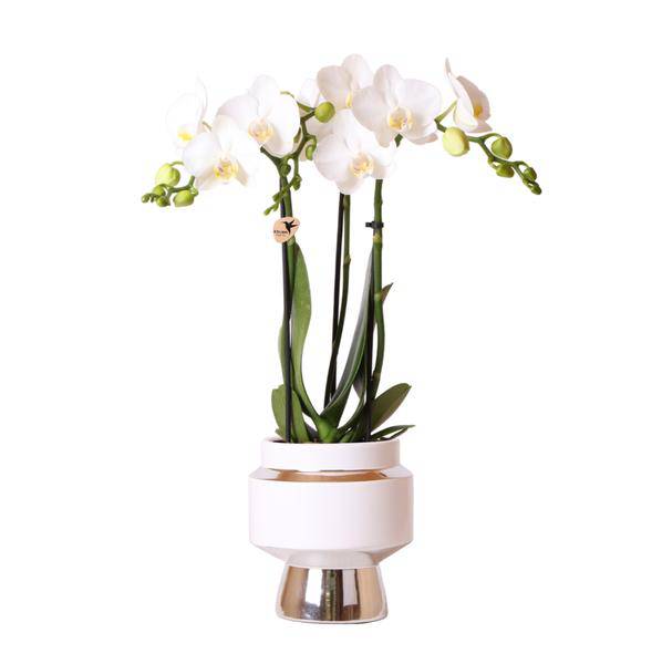 Phalaenopsis Orchidee Weiß – Amabilis – Ø9cm x H40cm – Le Chic Deko – Topf Silber – Blühende Zimmerpflanze mit 2-3 Zweigen – Plant