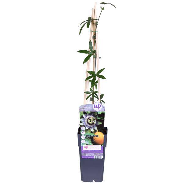 Passionsblume Blau – Passiflora caerulea – Ø15cm – ca. 65cm hoch – Winterharte Kletterpflanze mit exotischen Blüten – Für Pergola, Zaun & Rankgitter – Plant