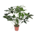 Baumfreund – Philodendron Green Wonder – Zimmerpflanze – 120cm – Ø27cm – tropische Kletterpflanze mit großen herzförmigen Blättern – Plant