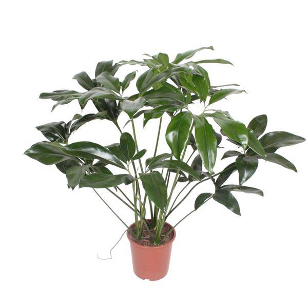 Baumfreund – Philodendron Green Wonder – Zimmerpflanze – 120cm – Ø27cm – tropische Kletterpflanze mit großen herzförmigen Blättern – Plant
