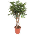 Strahlenaralie – Schefflera Arboricola Compacta – Zimmerpflanze – 130cm – Ø30cm – Indoor – Plant
