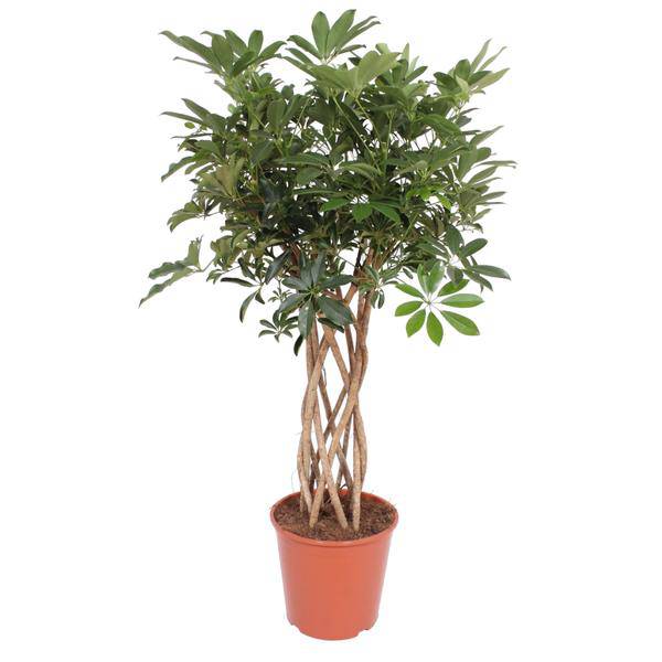 Strahlenaralie – Schefflera Arboricola Compacta – Zimmerpflanze – 130cm – Ø30cm – Indoor – Plant