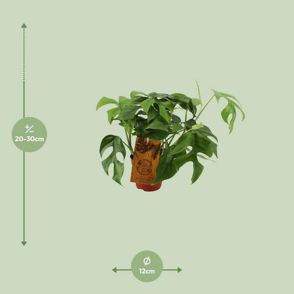 Fensterblatt – Monstera Minima – Zimmerpflanze – Ø12cm – ↕30cm – Kompakte & pflegeleichte Grünpflanze – Dekorative Kletterpflanze für Innenräume – Plant