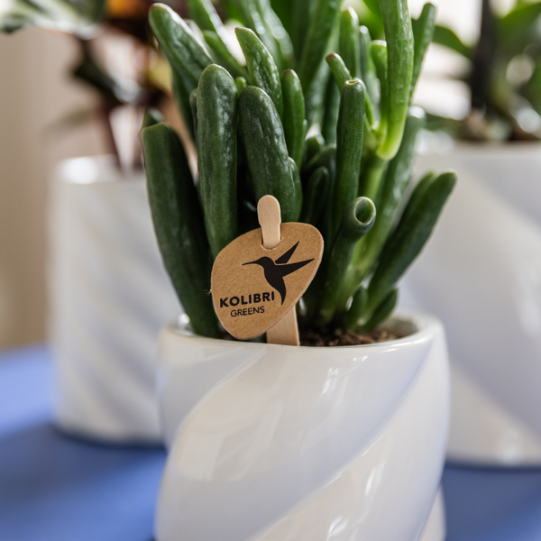 Crassula Hobbit Zimmerpflanze Ø6cm – pflegeleichte Sukkulente für Wohnzimmer, Büro & helle Standorte kaufen – Plant