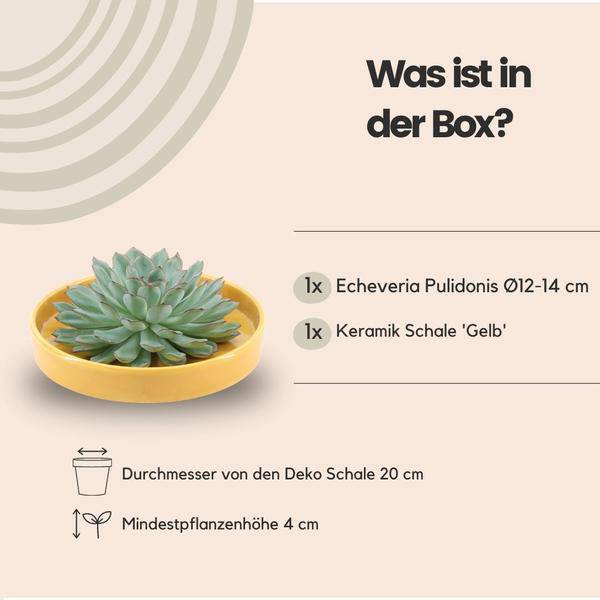 Sukkulente – Echeveria pulidonis ROOTLESS – Ø20cm Schale Gelb – Zimmerpflanze ohne Wurzeln – Pflegeleichte Schnitt – Plant