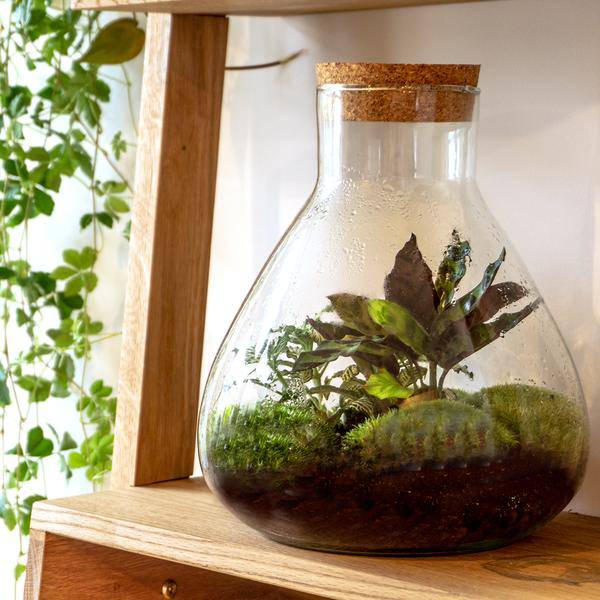 Terrarium Flasche Sammie – Glasgefäß für geschlossenes Terrarium oder Flaschengarten – dekoratives Pflanzgefäß ↕26,5cm – Plant