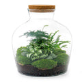 Flaschengarten DIY Set Fat Joe Grün ↕30cm – pflegeleichter Flaschengarten im Glas, Pflanzen Terrarium für Wohnzimmer & Büro – Plant