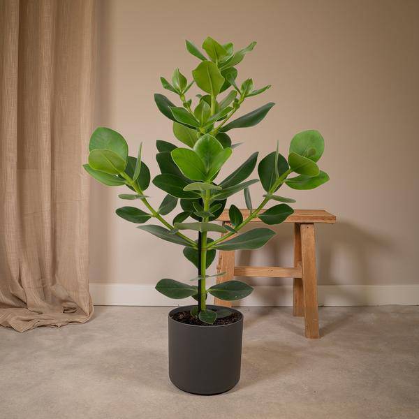 Balsamapfel Clusia Rosea Princess Zimmerpflanze Ø17cm ↕60cm – pflegeleichte Grünpflanze für Wohnzimmer, Büro & helle Standorte kaufen – Plant