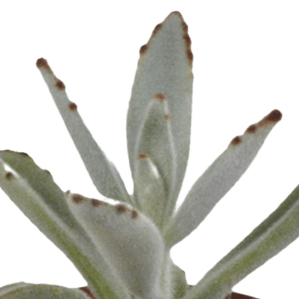 Sukkulenten Mix 5 Pflanzen Ø5,5cm – pflegeleichtes Pflanzen Set für Urban Jungle, Fensterbank, Wohnzimmer & Büro – Plant
