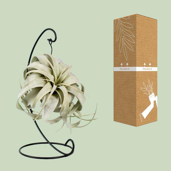 Luftpflanze Tillandsia King Xero – Ø12cm – ↕23cm – Pflegeleichte Tillandsie ohne Erde – Exotische Zimmerpflanze für Wohnzimmer, Büro & moderne Deko – Plant