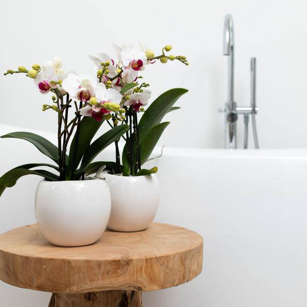 Blumentopf Bowl – Weiß – Keramik – Ziertopf Ø9cm – Handgefertigter Übertopf mit Wellenrand – Für Zimmerpflanzen & Sukkulenten – Plant