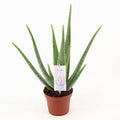 Aloe Vera – Echte Aloe – Zimmerpflanze 45cm – Ø14cm – Sukkulente Heilpflanze mit fleischigen Blättern – Plant