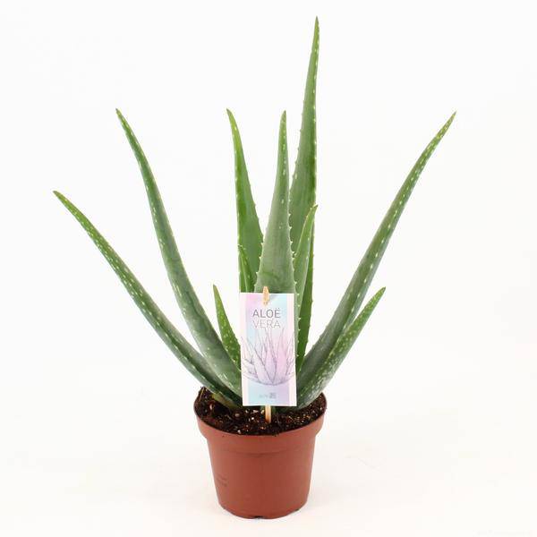 Aloe Vera – Echte Aloe – Zimmerpflanze 45cm – Ø14cm – Sukkulente Heilpflanze mit fleischigen Blättern – Plant