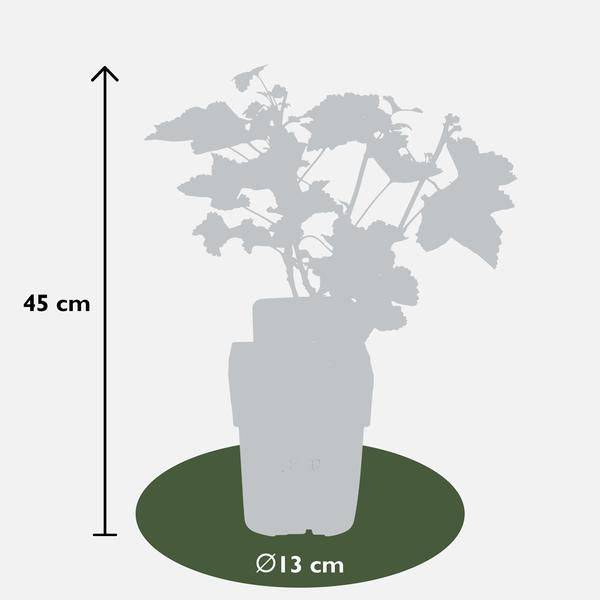 Rote Bio Johannisbeere – Ribes rubrum ‘Jonkheer van Tets’ – Ø13cm – ca. 45cm hoch – Frühe Sorte mit hohem Ertrag – Saure & frische Beeren – winterharte Beerenpflanze – Plant