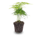 Zierspargel Asparagus Setaceus Plumosus Zimmerpflanze – pflegeleichte Grünpflanze für Wohnzimmer, Büro & helle Standorte kaufen – Plant