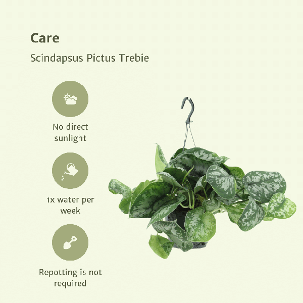 Efeutute Scindapsus pictus Trebie Epipremnum Zimmerpflanze Ø15cm ↕25cm – pflegeleichte Grünpflanze für Wohnzimmer, Büro & helle Standorte kaufen – Plant