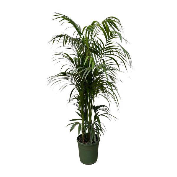 Kentia – Palme – Howea forsteriana – Zimmerpflanze 230cm – Ø38cm – Exklusive XXL – Palme mit eleganten Wedeln – Pflegeleicht – Plant