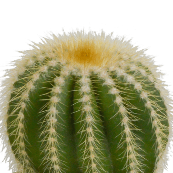 Kaktus Bolcactus Mix – 3 Pflanzen – Ø8,5cm Zimmerpflanzen im Terrakotta – Topf – Verschiedene Kugelkakteen – Plant