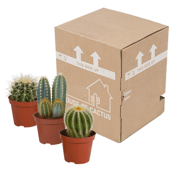 Kakteen Mix – 3 Zimmerpflanzen – Ø8,5cm – Verschiedene Kakteen im Mix – Pflegeleichte Sukkulenten – Mini – Kakteen für Fensterbank, Büro & Wohnzimmer – Plant
