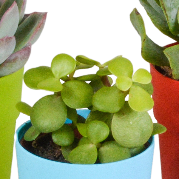 Sukkulenten Mix 5 Pflanzen Ø5,5cm – pflegeleichtes Pflanzen Set für Urban Jungle, Fensterbank, Wohnzimmer & Büro – Plant