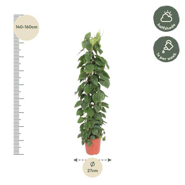 Herzblatt Philodendron Scandens – Zimmerpflanze – 150cm – Ø27cm – Tropische Kletterpflanze mit herzförmigen Blättern – Deko – Plant