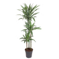 Drachenbaum Dracaena Warneckei Zimmerpflanze Ø27cm ↕140cm – pflegeleichte Grünpflanze für Wohnzimmer, Büro & helle Standorte kaufen – Plant