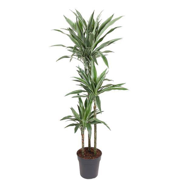 Drachenbaum Dracaena Warneckei Zimmerpflanze Ø27cm ↕140cm – pflegeleichte Grünpflanze für Wohnzimmer, Büro & helle Standorte kaufen – Plant
