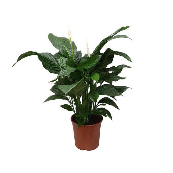 Einblatt Spathiphyllum Sweet Silvana Zimmerpflanze Ø24cm ↕80cm – pflegeleichte Grünpflanze für Wohnzimmer, Büro & helle Standorte kaufen – Plant