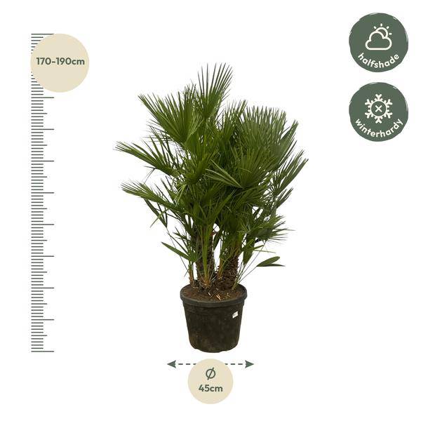 Chamaerops Humilis – Zwergpalme – mehrstämmig – Mediterrane Zimmer – und Gartenpflanze – Ø45cm – ↕180cm – Plant