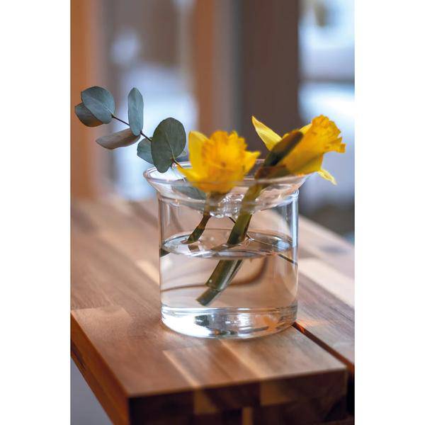 Vermehrungsvase L Zimmerpflanze Ø12cm ↕10,8cm – pflegeleichte Grünpflanze für Wohnzimmer, Büro & helle Standorte kaufen – Plant