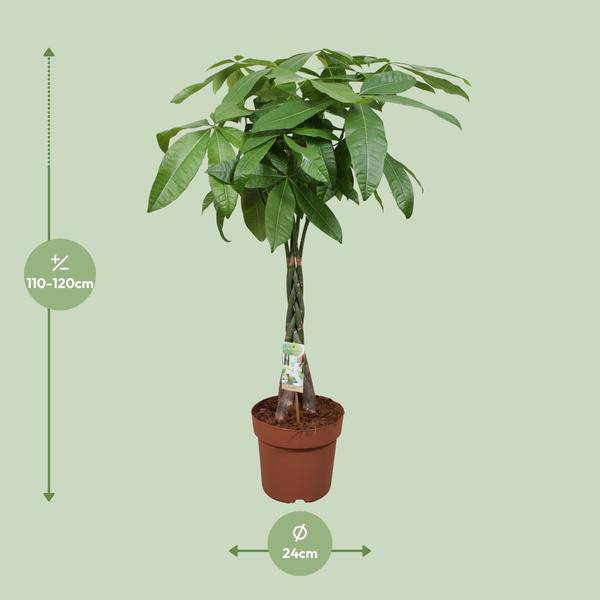 Glückskastanie Pachira Aquatica Zimmerpflanze Ø24cm ↕120cm – pflegeleichte Grünpflanze für Wohnzimmer, Büro & helle Standorte kaufen – Plant