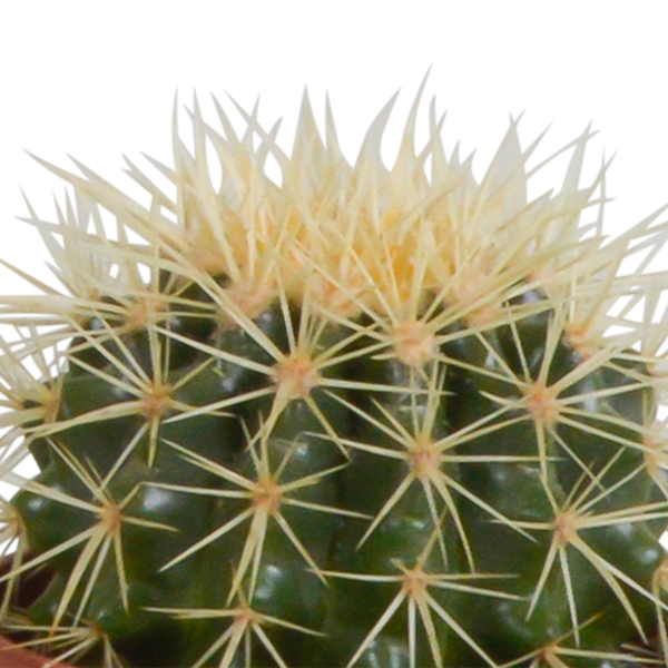 Sukkulenten & Kakteen Mix 3 Pflanzen Ø10,5cm – pflegeleichtes Pflanzen Set für Urban Jungle, Fensterbank, Wohnzimmer & Büro – Plant