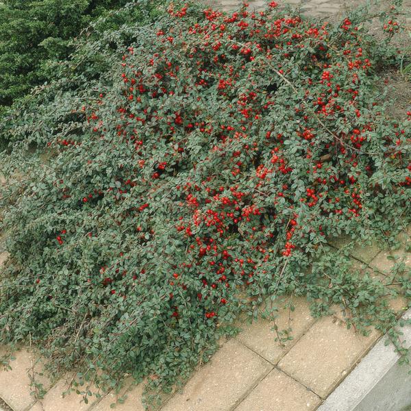 Cotoneaster dammeri – Teppich – Zwergmispel – Ø9cm – ↕10-25cm – Winterharter Bodendecker mit Blüten & Beeren – Plant