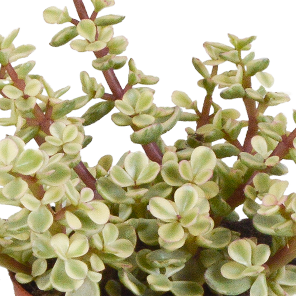 Sukkulenten Mix 3 Pflanzen Ø8,5cm – pflegeleichtes Pflanzen Set für Urban Jungle, Fensterbank, Wohnzimmer & Büro – Plant
