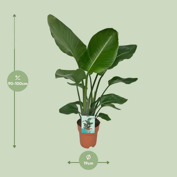 Strelitzia Nicolai Zimmerpflanze Ø19cm ↕90cm – tropische Grünpflanze für Wohnzimmer, Büro & helle Standorte kaufen – Plant