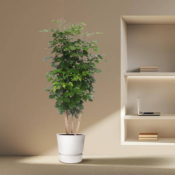 Trompetenbaum – Radermachera Hainanensis – Zimmerpflanze 190cm – Ø34cm – Immergrüne Grünpflanze mit glänzenden Blättern – Plant