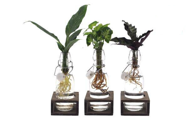 Intenz Mix im Ann Glas – Zimmerpflanzen – Set – 3 – teilig – Ø7cm – ↕25cm – Moderne Glaspflanzen für stilvolle Deko – Pflegeleicht – Plant