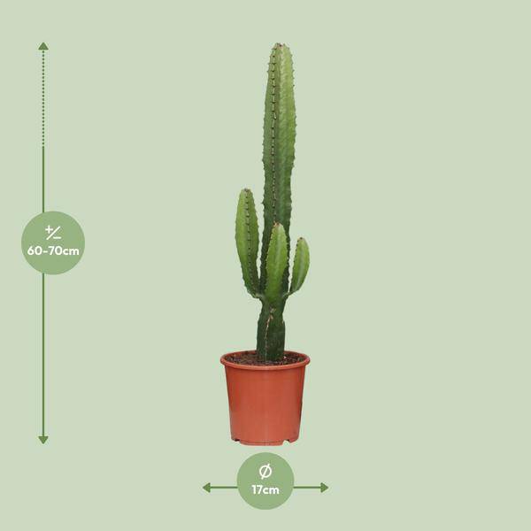 Kaktus – Wolfsmilch Euphorbia Acrurensis Zimmerpflanze Ø17cm ↕50cm – pflegeleichte Sukkulente für Wohnzimmer, Büro & helle Standorte kaufen – Plant
