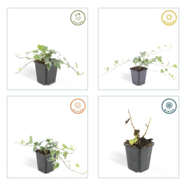 Hedera helix 'Glacier' – Weißgrüner Efeu – Ø9cm – ↕10-25cm – Bodendecker & pflegeleicht – schnellwachsend – Plant