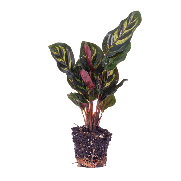 Calathea Makoyana Zimmerpflanze – pflegeleichte Grünpflanze für Wohnzimmer, Büro & helle Standorte kaufen – Plant