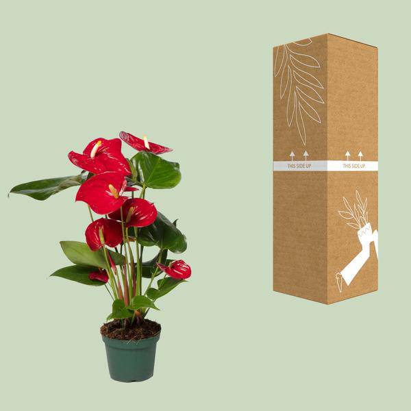 Flamingoblume (Anthurium Andreanum Grp Nevada) Zimmerpflanze Ø12cm ↕40cm – pflegeleichte Grünpflanze für Wohnzimmer, Büro & helle Standorte – Plant