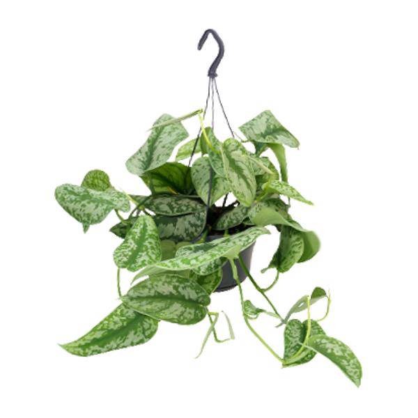 Gefleckte Efeutute Scindapsus Pictus Trebie Zimmerpflanze Ø15cm ↕25cm – pflegeleichte Grünpflanze für Wohnzimmer, Büro & helle Standorte kaufen – Plant