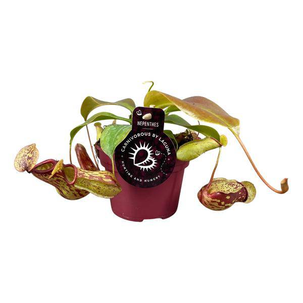 Kannenpflanze – Nepenthes Gaya – Ø12cm – Höhe ca. 17cm – Exotische fleischfressende Zimmerpflanze – Pflegeleichte Karnivore für Insektenfang & dekoratives Interieur – Plant