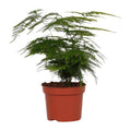 Feder – Spargel Zimmerpflanze Ø12cm ↕35cm – pflegeleichte Grünpflanze für Wohnzimmer, Büro & helle Standorte kaufen – Plant