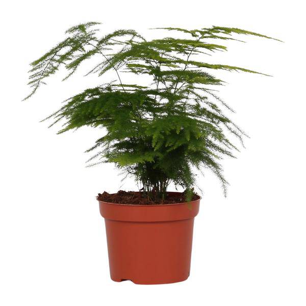 Feder – Spargel Zimmerpflanze Ø12cm ↕35cm – pflegeleichte Grünpflanze für Wohnzimmer, Büro & helle Standorte kaufen – Plant