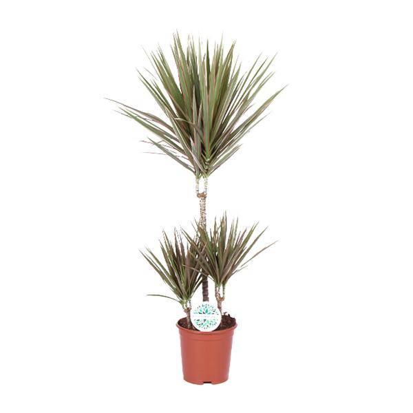 Drachenbaum Dracaena Bicolor Zimmerpflanze Ø21cm ↕95cm – pflegeleichte Grünpflanze für Wohnzimmer, Büro & helle Standorte kaufen – Plant
