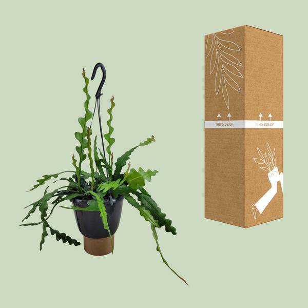 Sägeblattkaktus Epiphyllum Anguliger Zimmerpflanze Ø14cm ↕35cm – pflegeleichte Sukkulente für Wohnzimmer, Büro & helle Standorte kaufen – Plant
