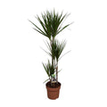 Drachenbaum – Dracaena marginata – Zimmerpflanze – Ø21cm – ↕120cm – pflegeleichte dekorative Grünpflanze für Innenräume – Plant