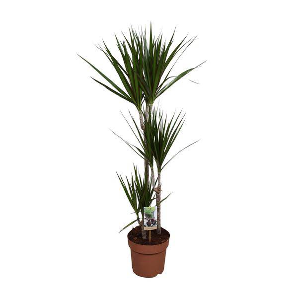 Drachenbaum – Dracaena marginata – Zimmerpflanze – Ø21cm – ↕120cm – pflegeleichte dekorative Grünpflanze für Innenräume – Plant