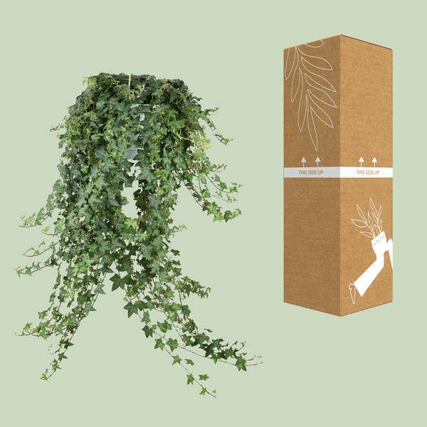 Hedera Helix Pitsburg – Efeu Hängepflanze – Zimmerpflanze Ø24cm – ca. 70cm Länge – Luftreinigende Kletterpflanze für drinnen – Plant